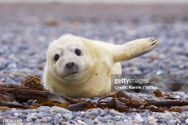 close-up portrait of seal on beach,helgoland,germany - foca fotografías e imágenes de stock