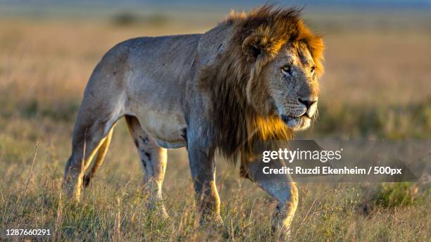 portrait of lion standing on grassy field,unnamed road,kenya - lion attack bildbanksfoton och bilder