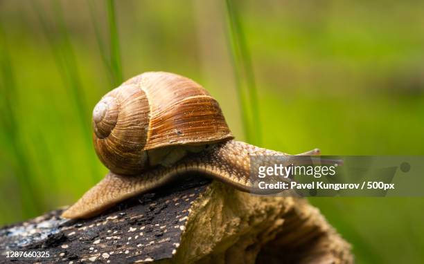 close-up of snail on wood - invertebrate stock pictures, royalty-free photos & images