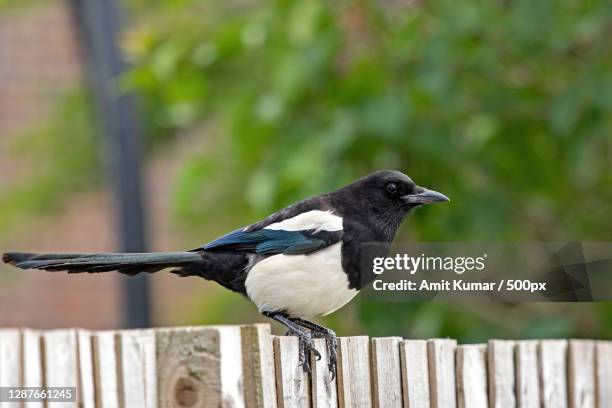 close-up of bird perching on wooden fence,london,united kingdom,uk - magpie stock pictures, royalty-free photos & images