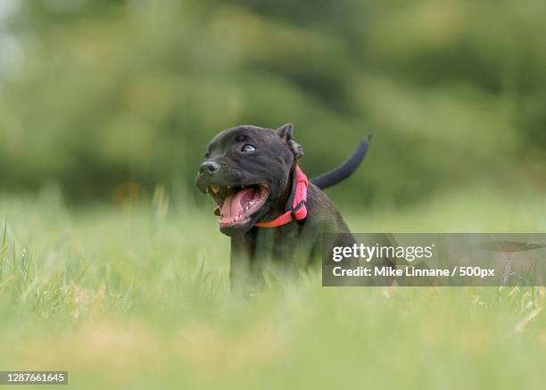 happy dog on field,manchester,united kingdom,uk - manchester united vs manchester city stock pictures, royalty-free photos & images