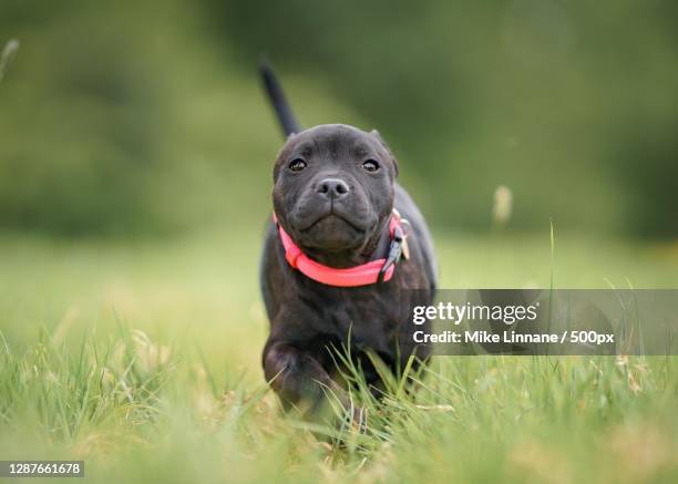 portrait of dog on field,manchester,united kingdom,uk - manchester united vs manchester city stock pictures, royalty-free photos & images