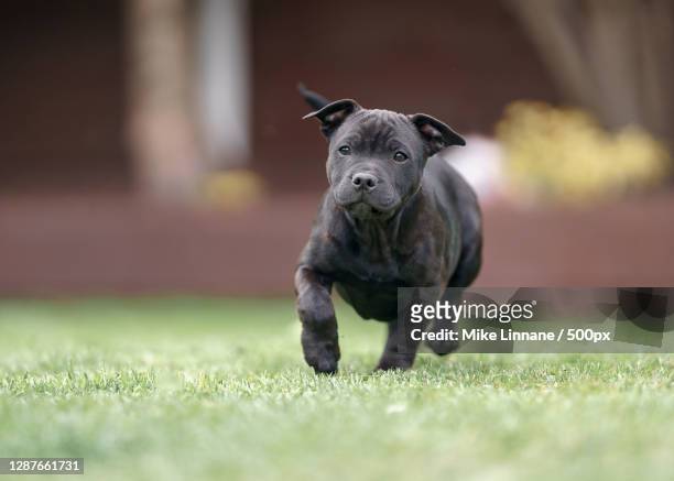 portrait of dog running on field,manchester,united kingdom,uk - pit bull terrier stock pictures, royalty-free photos & images