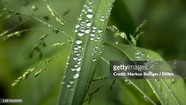 close-up of wet plant leaves during rainy season,burgdorf,bern,switzerland - wasser tropfen bildbanksfoton och bilder