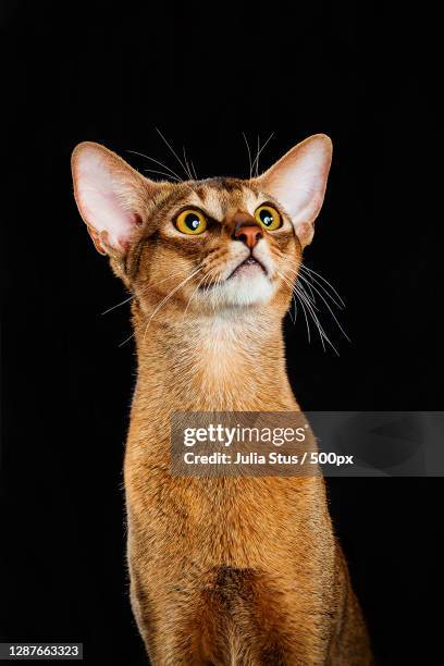 close-up of cat looking away against black background,russia - abyssinian cat stock-fotos und bilder