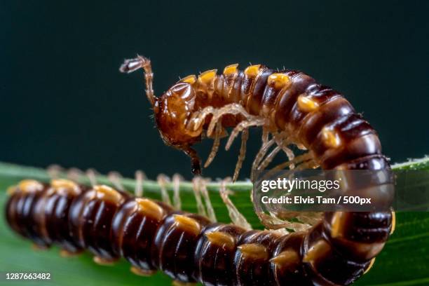 close-up of caterpillar on leaf against black background,hong kong - centipede 個照片及圖片檔
