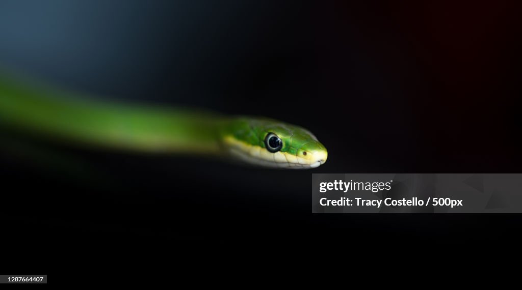 Close-up of snake against black background,Austin,Texas,United States,USA