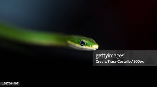 close-up of snake against black background,austin,texas,united states,usa - opheodrys aestivus stock pictures, royalty-free photos & images