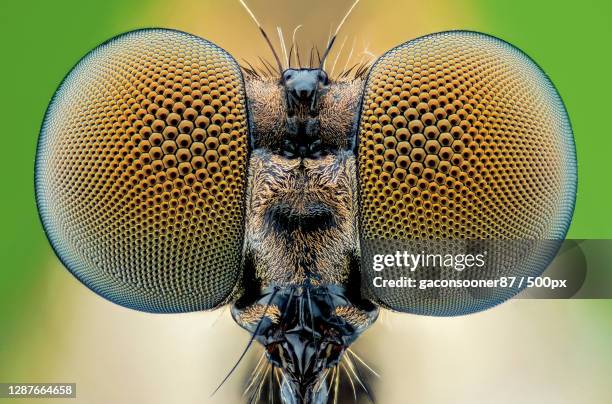 close-up of insect on leaf,ho chi minh city,vietnam - facettenauge stock-fotos und bilder