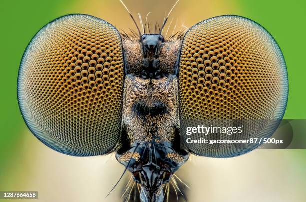 close-up of insect on leaf,ho chi minh city,vietnam - inseto imagens e fotografias de stock