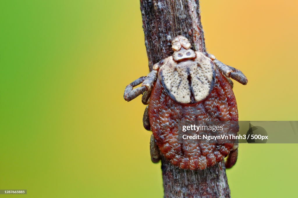 Close-up of spider on tree trunk,Vietnam