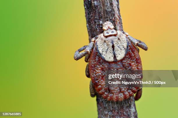 close-up of spider on tree trunk,vietnam - dog tick stock pictures, royalty-free photos & images