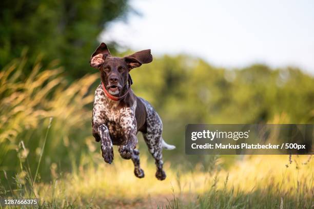 portrait of dog running on field - pointer dog ストックフォトと画像