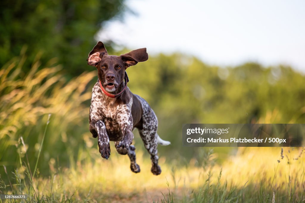 Portrait of dog running on field