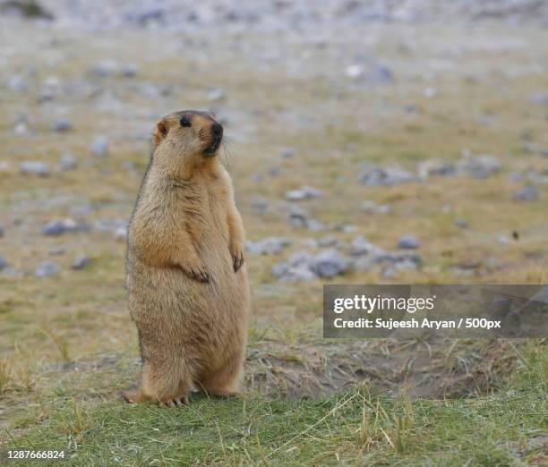 close-up of prairie dog on field - marmota stock-fotos und bilder