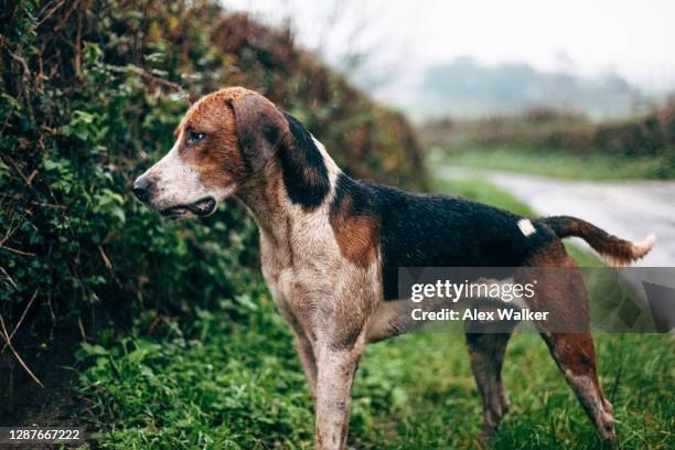 foxhound standing elegantly in rural scene in rain. - foxhound stock pictures, royalty-free photos & images