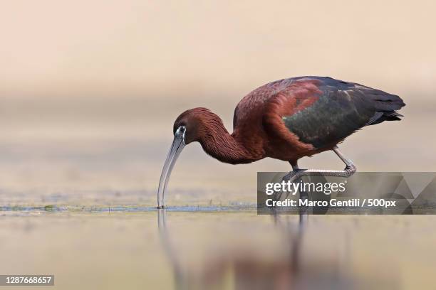 close-up of bird perching in lake,italy - glossy ibis stock pictures, royalty-free photos & images