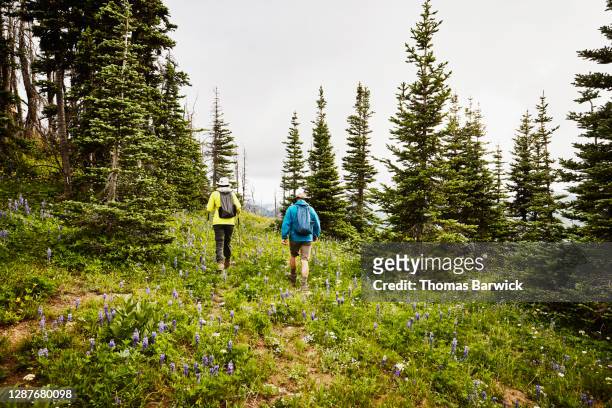 mature couple hiking through alpine forest - off the beaten path foto e immagini stock