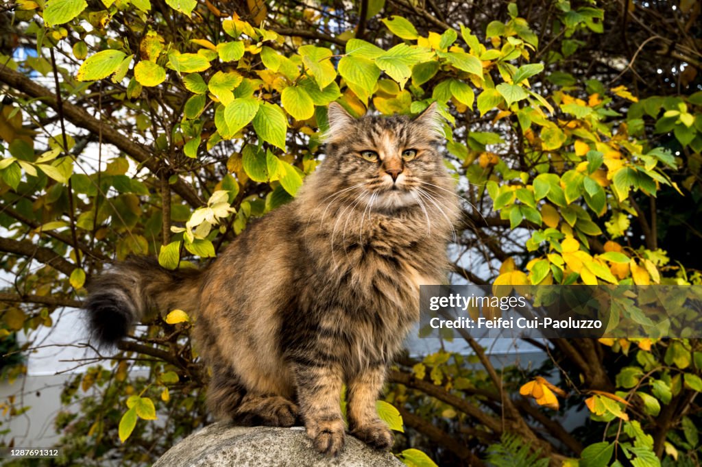 Close-up of a Norwegian Forest cat