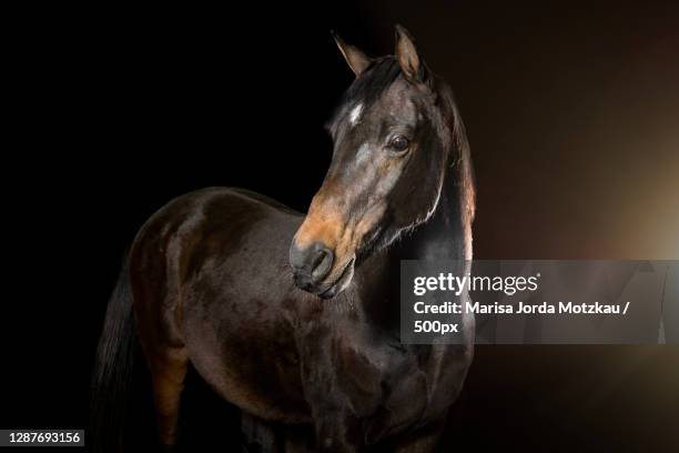 portrait of horse standing against black background,esslingen am neckar,germany - senioren stock pictures, royalty-free photos & images