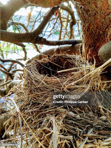 bird's nest - birds nest ストックフォトと画像