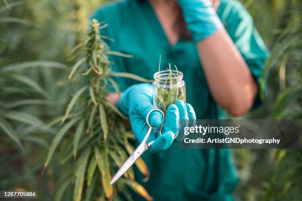 takes sample from cannabis plantation. - cannabis concentrate stock pictures, royalty-free photos & images