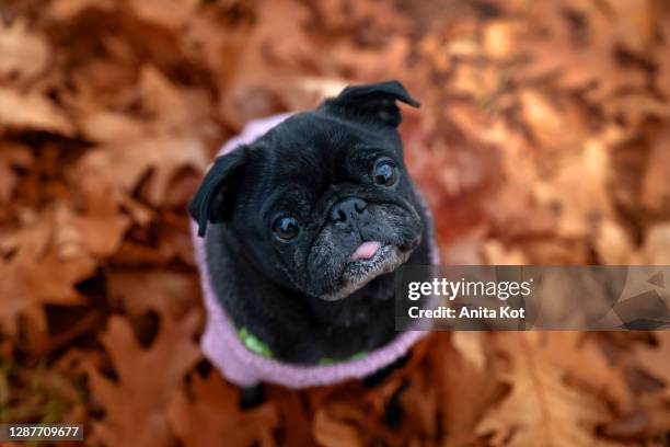 a black pug sitting on the leaves - dog coat stock pictures, royalty-free photos & images