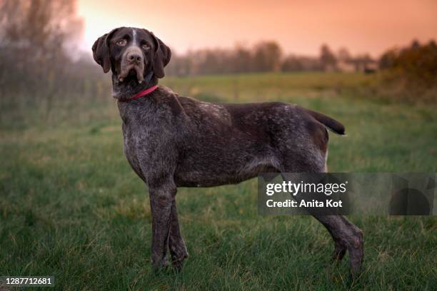 german shorthaired pointer - german shorthaired pointer stock pictures, royalty-free photos & images