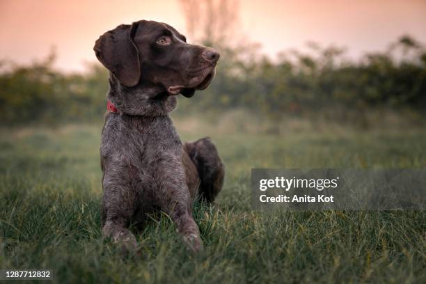 portrait of a german pointer - german shorthaired pointer stock pictures, royalty-free photos & images
