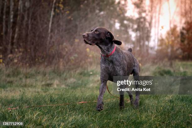 german shorthaired pointer - hunting dog stockfoto's en -beelden