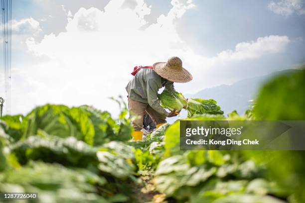 two asian male farmers harvesting and packing cabbage on fields - organic farming stock pictures, royalty-free photos & images
