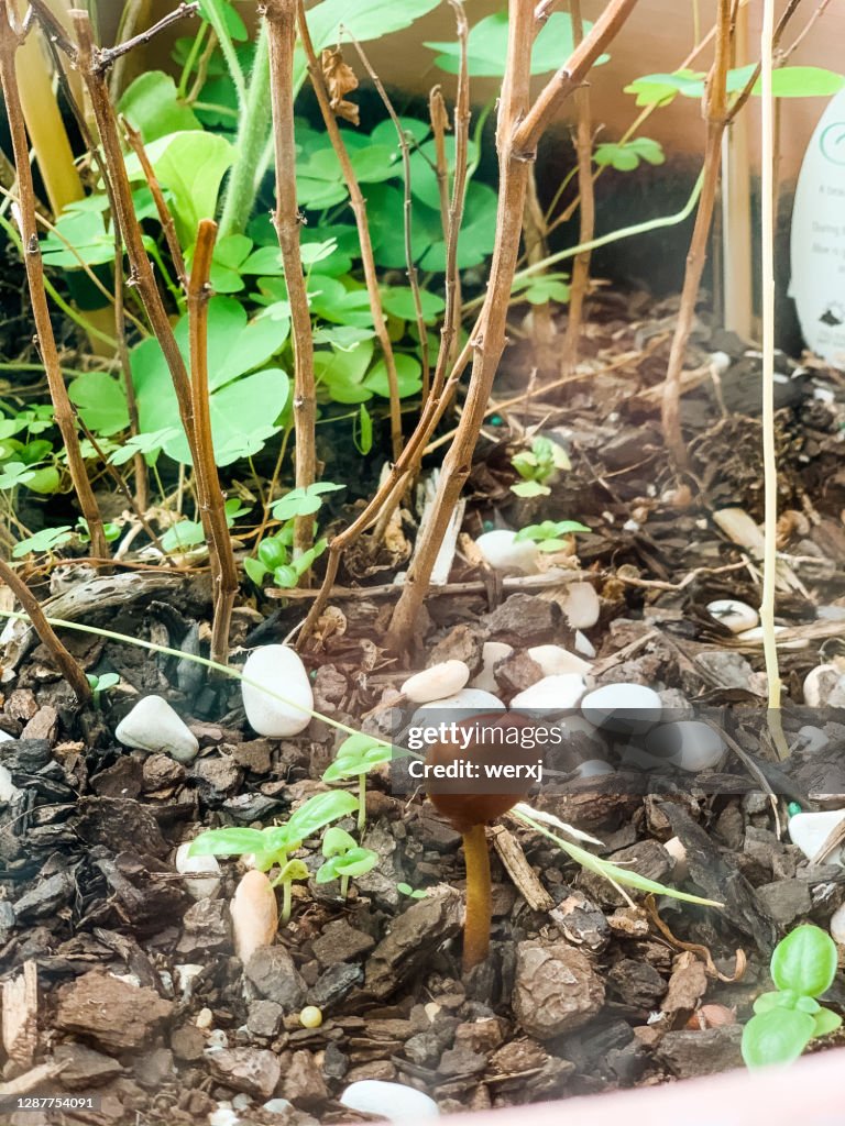 Growing Black Sapote from Seed