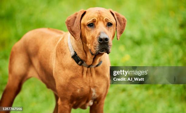 rhodesian ridgeback welpe - rhodesian ridgeback stock-fotos und bilder