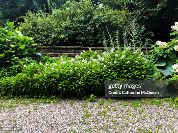 gooseneck loosestrife blooming in the home garden - englische garten stock-fotos und bilder