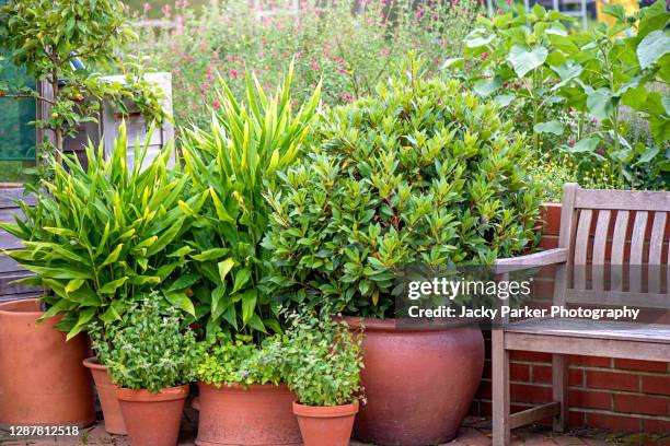 vegetable garden with wooden bench and terracotta plant pots with herbs - herb garden ストックフォトと画像