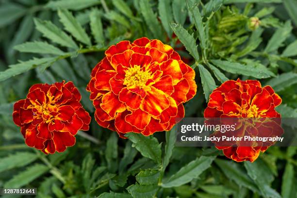 marigold (french) honeycomb vibrant orange and red summer flowers - cravo da índia imagens e fotografias de stock