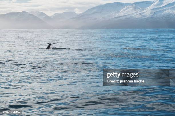 fin whale swimming in sea - fin whale stock pictures, royalty-free photos & images