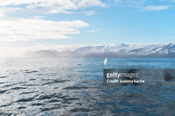 fin whale swimming in sea - blue whale stockfoto's en -beelden