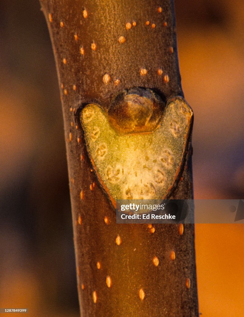 LEAF SCAR, VASCULAR BUNDLE SCARS, and LENTICELS IN AILANTHUS (Ailanthus altissima) TREE-OF-HEAVEN