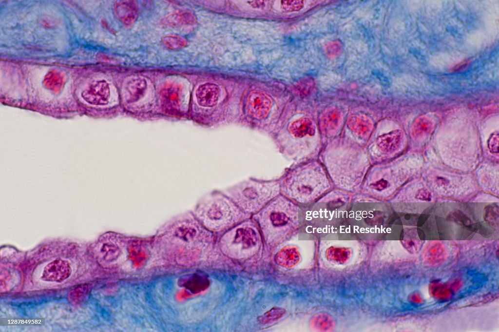 COLLECTING DUCT in the KIDNEY--SIMPLE CUBOIDAL EPITHELIUM, longitudinal Section and Surface View, Human, 250X