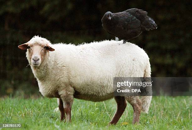 Hen Elfriede stands on the back of sheep Ilse on October 7, 2011 at a farm in Hiddenhausen. Both animals are seen as a couple as the hen sleeps on...