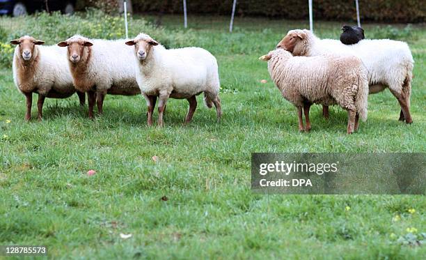 Hen Elfriede stands on the back of sheep Ilse on October 7, 2011 at a farm in Hiddenhausen. Both animals are seen as a couple as the hen sleeps on...