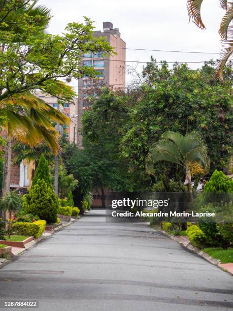 quiet street with many high trees, and plants - colombia street stock pictures, royalty-free photos & images