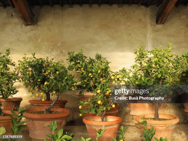 lemon trees inside rustic lemon tree greenhouse in tuscany, italy - citrus limon foto e immagini stock