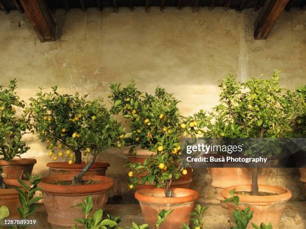 lemon trees inside rustic lemon tree greenhouse in tuscany, italy - lemon tree stockfoto's en -beelden