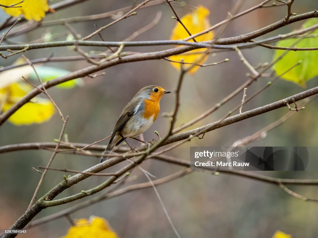 A beautiful Robin bird sitting on a tree branch in Hoenderloo, The Netherlands.