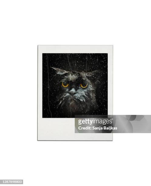 instant print transfer cat - angry wet cat stock pictures, royalty-free photos & images