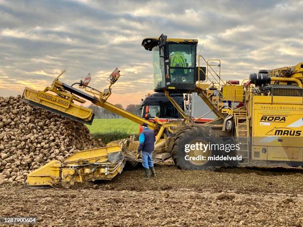suikerbietenoogst - suikerbieten stockfoto's en -beelden