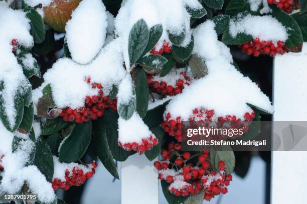 snowy plant with red berries, winter - evergreen plant fotografías e imágenes de stock