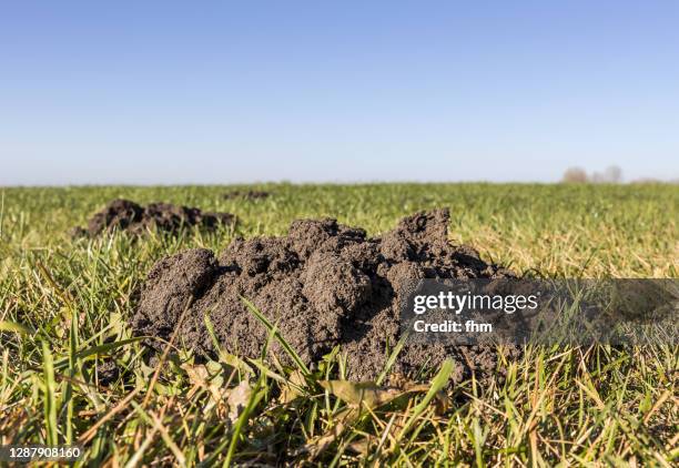 molehill on a meadow - molehill stock pictures, royalty-free photos & images